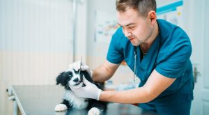 What Does a Veterinary Nurse Do?